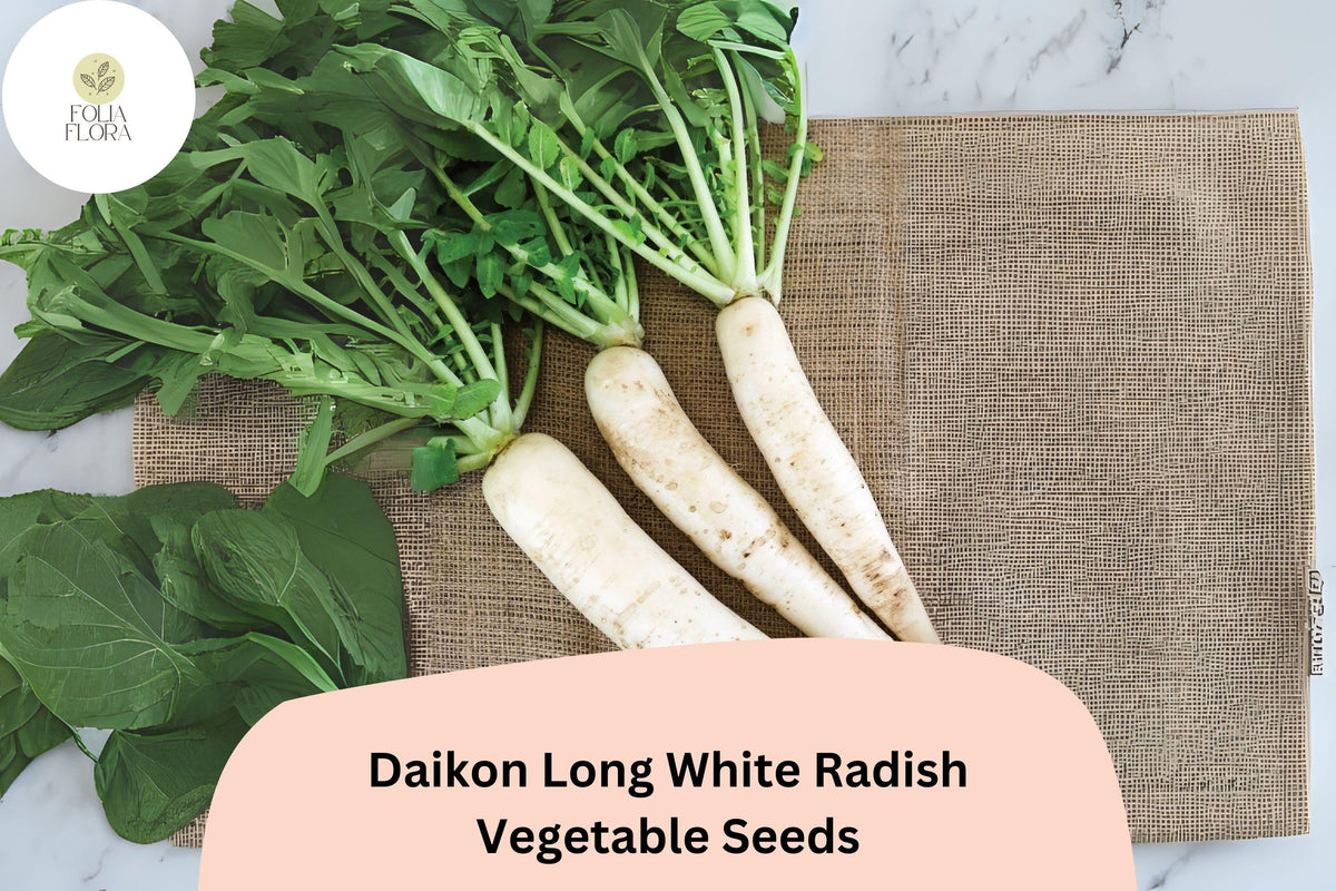 Daikon Long White Radish Seeds - 500+ Heirloom Non-GMO Seeds for Garden Planting (Raphanus sativus var. longipinnatus)