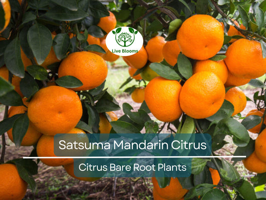 1 Satsuma Mandarin Citrus Tree – Live Bare Root Seedling, Cold Hardy, Sweet Seedless Fruit, Easy Indoor/Outdoor Growing