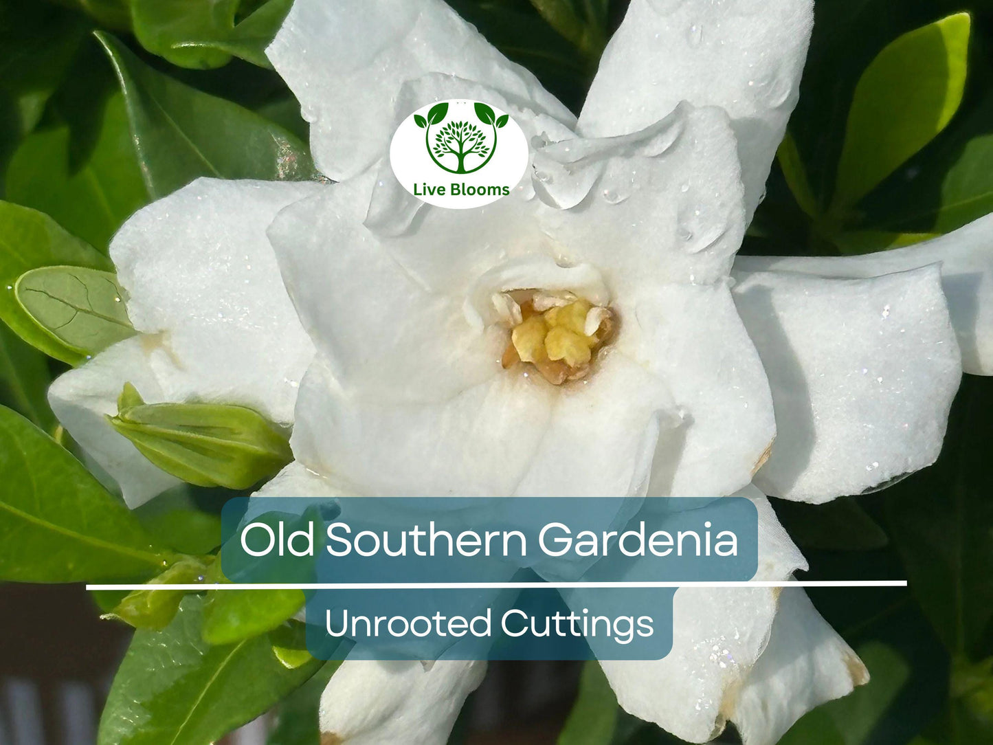 12 Unrooted Cuttings Old Southern Gardenia from 63-Year-Old Plant with Fragrant Flowers for Propagation