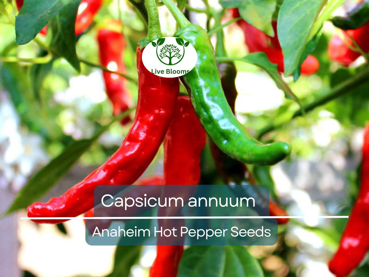 30 Seeds Anaheim Hot Pepper - Capsicum annuum | Mildly Spicy Peppers for Gardening & Culinary Use