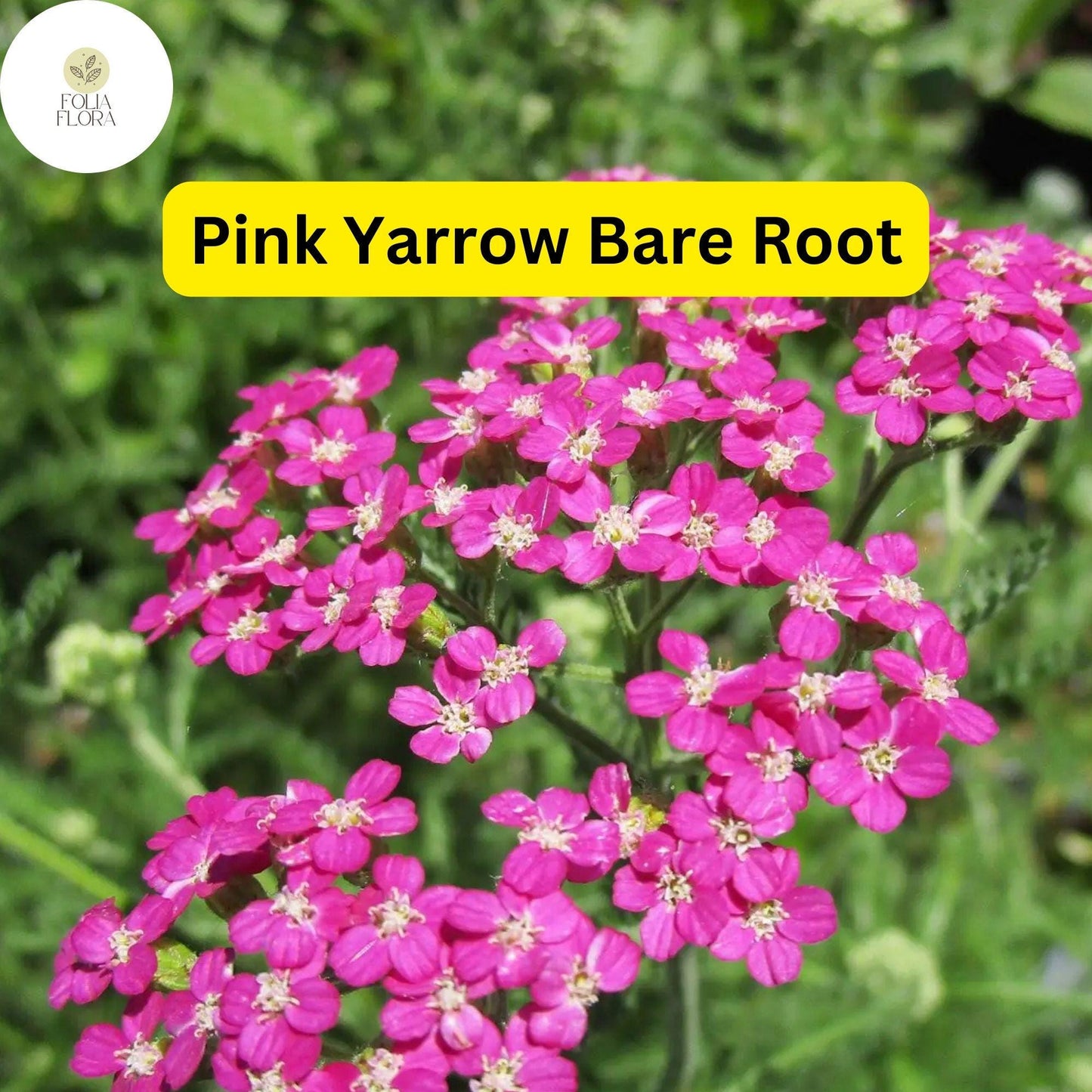 Pretty Pink Yarrow (Achillea Millefolium) Perennial Bare Root Live Garden Plant - Hardy, Pollinator-Friendly