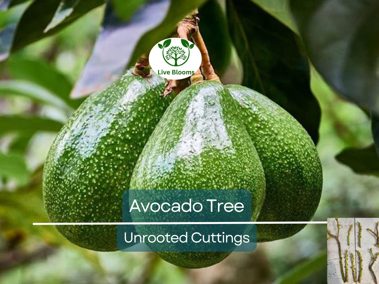 5 Rare Cleopatra Avocado Unrooted Cuttings Scions Wax Dipped for Grafting Persea americana Fruit Tree