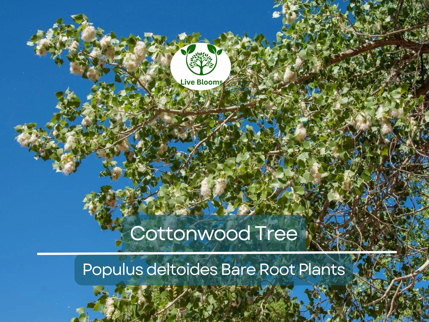 Cottonwood Tree Bare Root Sapling 1-2 Ft – Fast Growing Shade Tree Populus Deltoides