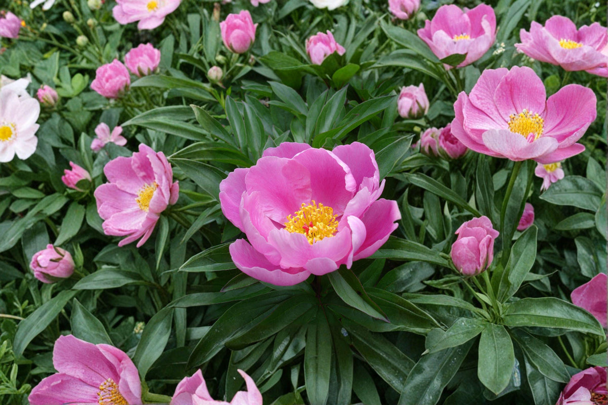 Paeonia lactiflora Seeds | 5 Fragrant Chinese Herbaceous Peony Seeds | Hardy Perennial Flower for Gardens