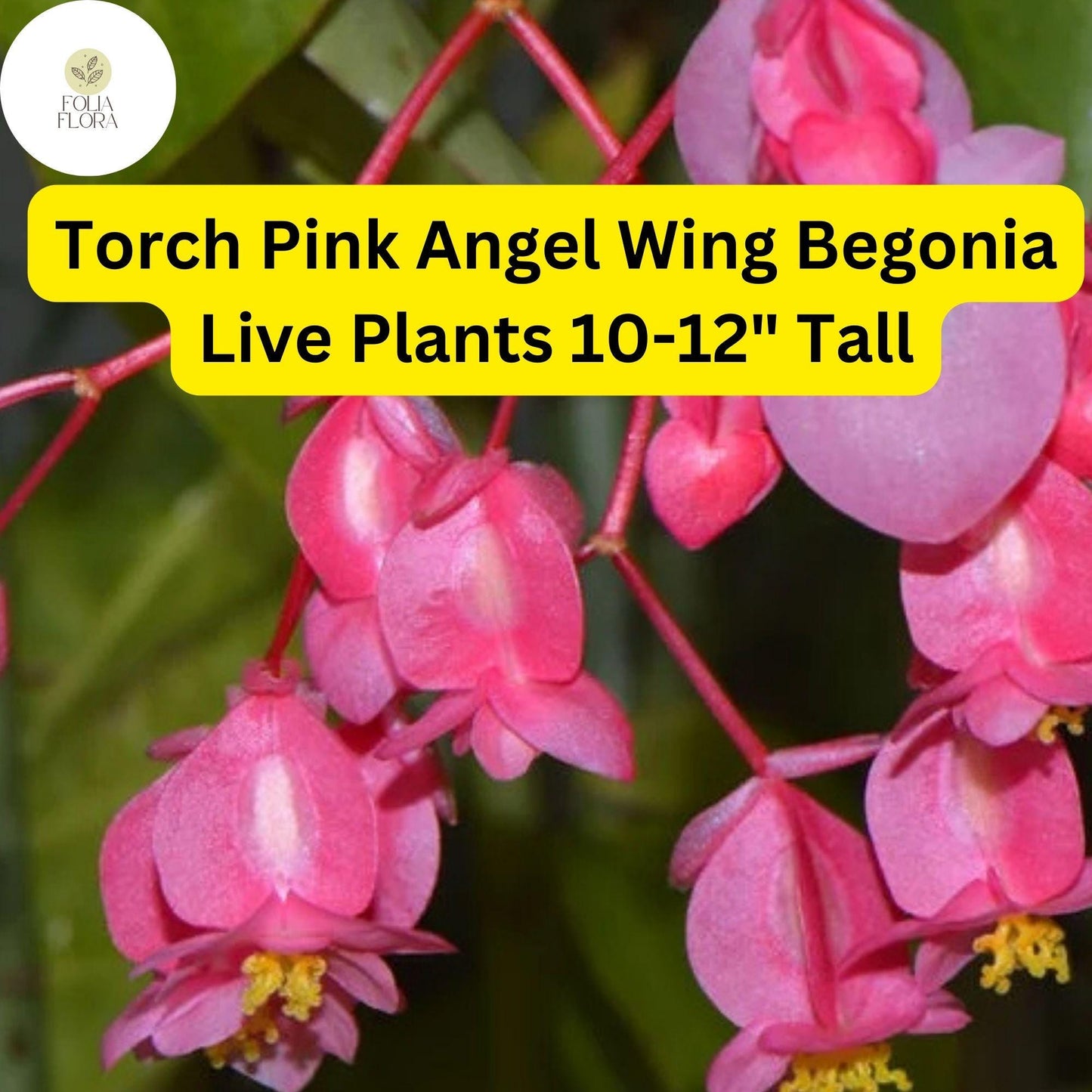 Torch Pink Angel Wing Begonia - 10-12" Live Plant in 4" Pot with Vibrant Pink Blooms & Speckled Foliage