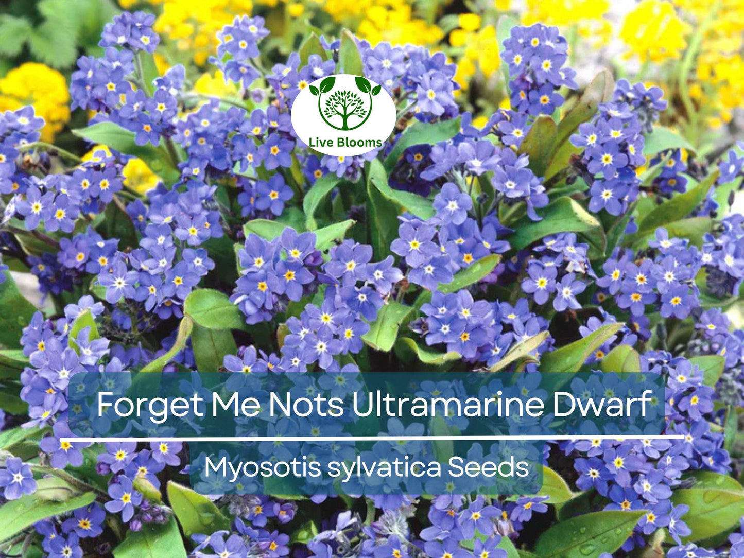 200 Seeds Forget Me Nots ULTRAMARINE DWARF - Non-GMO Blue Biennial Perennial Flowers for Gardens & Pollinators