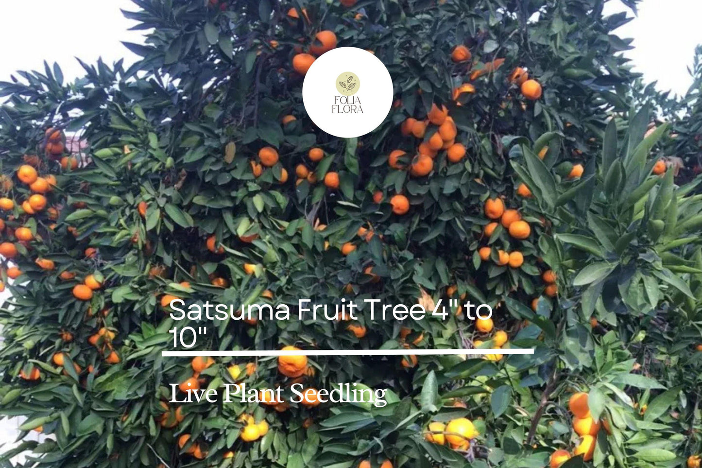 Satsuma Fruit Tree Citrus unshiu Live 4-10 Inch Seedling | Sweet Juicy Bare Root Orange Tree for Planting