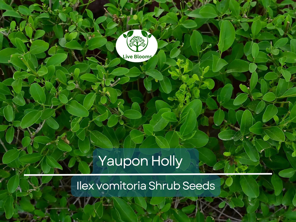 40 Yaupon Holly Seeds, Ilex vomitoria, Evergreen Tea Shrub, Edible Leaves, Garden Starter, Native to Southeastern U.S.