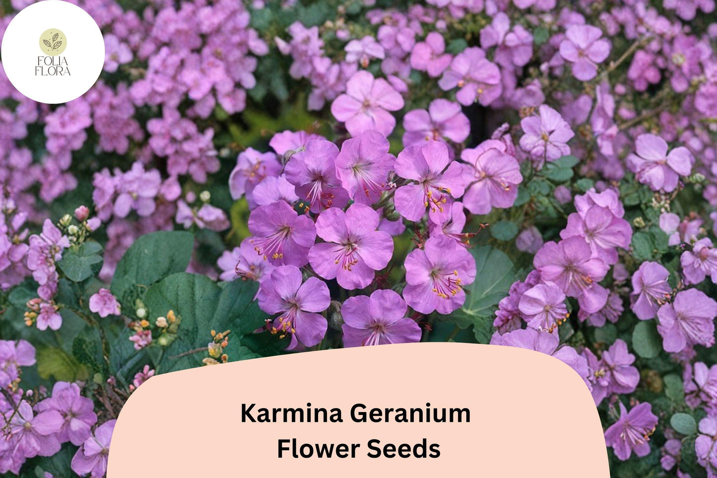 25+ Karmina Geranium Seeds – Hardy Perennial with Vibrant Pink Flowers for Garden Beds and Containers