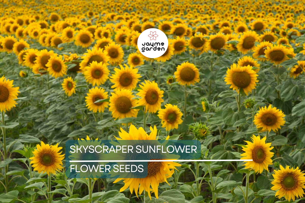 50 Skyscraper Sunflower Seeds - Heirloom, Non-GMO, Giant Yellow Blooms - Helianthus annuus - USA Seller, Pollinator Friendly