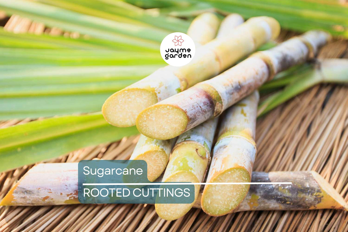 Rooted Sugarcane Cuttings - 5 Fresh Organic Stalks - Sweet Tropical Plant - Saccharum officinarum - Fast Growing for Home Garden