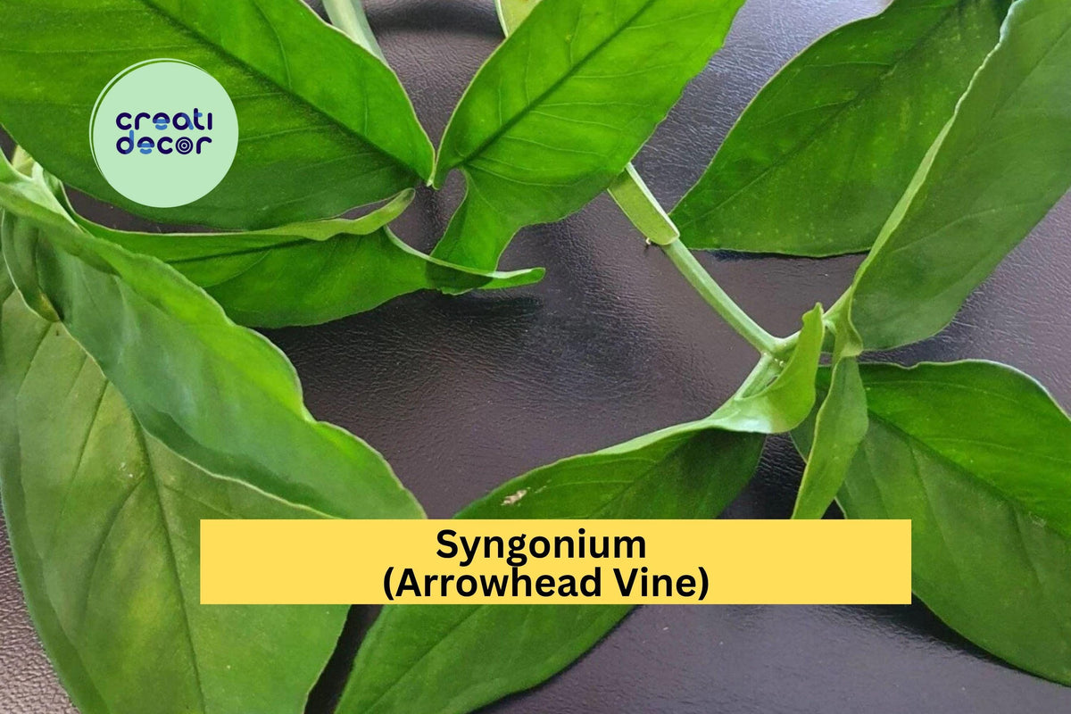 Green Syngonium Cuttings | 5 Air-Rooted Leaf Cuttings | Easy Indoor Propagation | Syngonium podophyllum