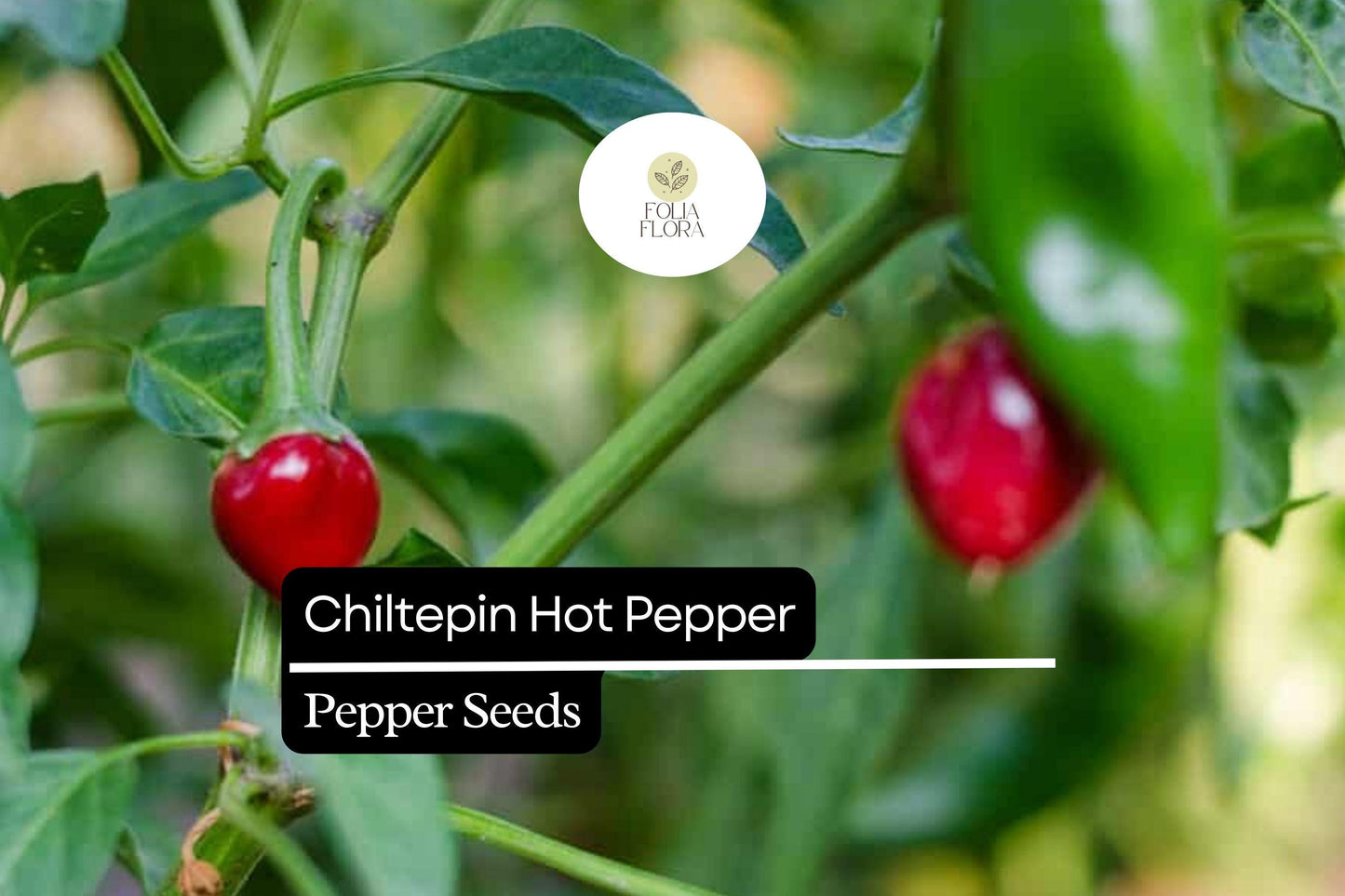 25 Seeds Chiltepin Pepper - Wild Hot Pepper with Intense Heat & Unique Flavor