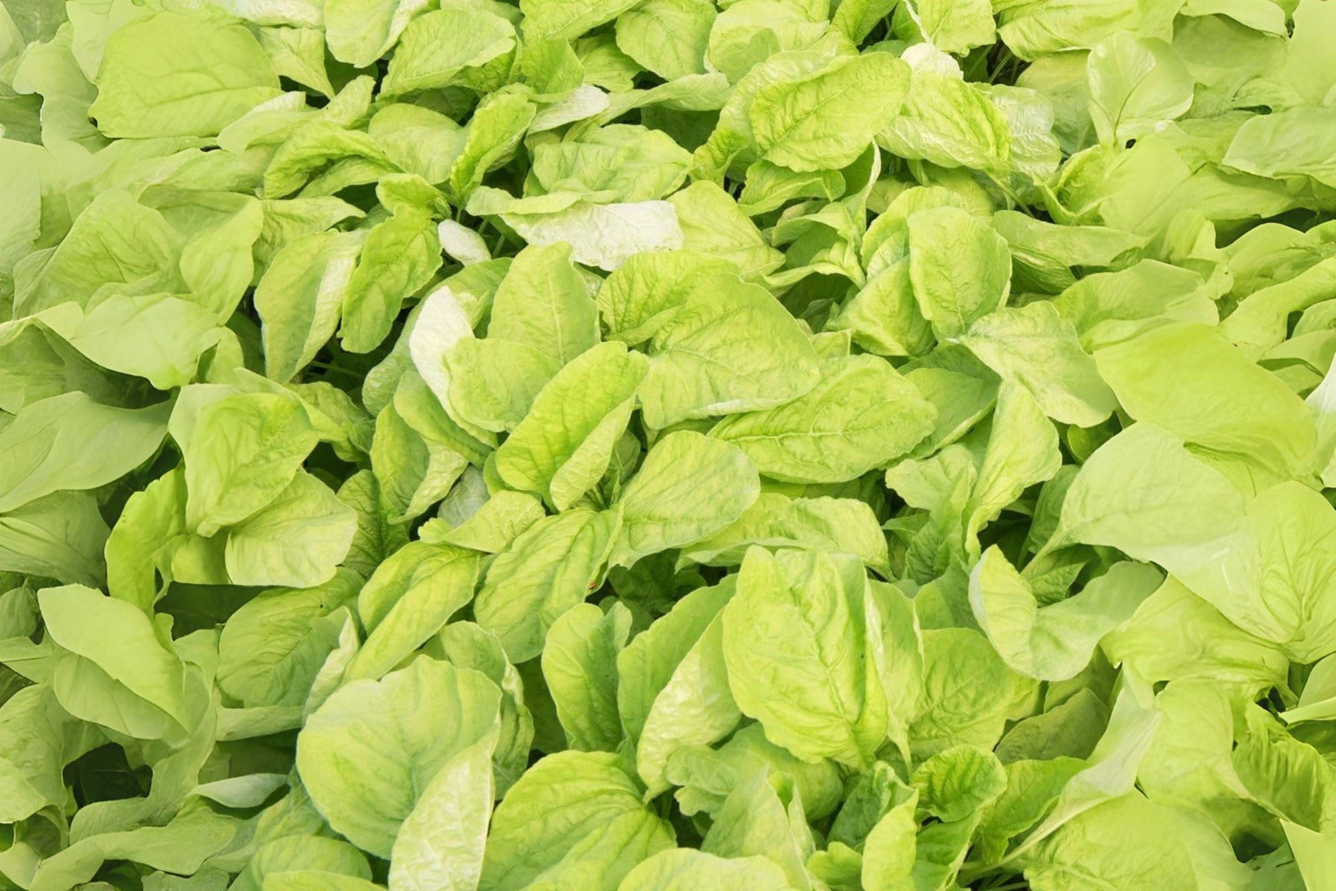 Edible Amaranth Seeds 500 Pack – White Light Green, Heirloom, Microgreens & Garden Planting – Amaranthus tricolor