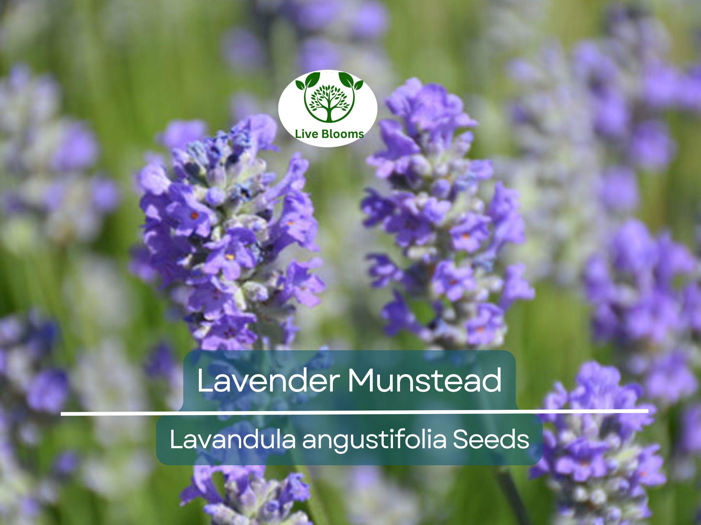 200 Seeds Lavender Munstead – Non-GMO Perennial Herb for Drying, Containers & Pollinators
