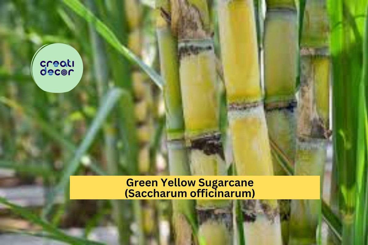 Rooted Green Yellow Sugarcane Plant | Saccharum officinarum | Live Starter for Juicing or Garden | Tropical Grass