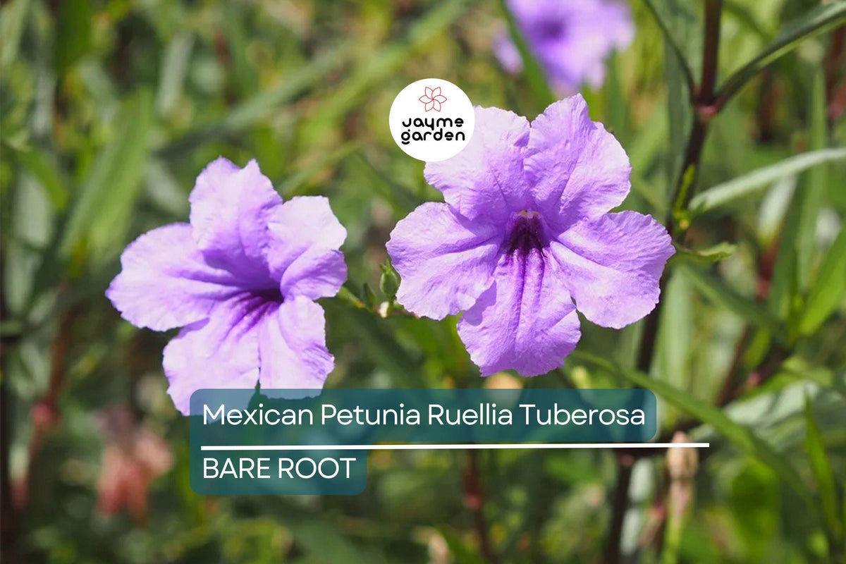 Mexican Petunia Plants, 2 Live Bare Root, Rare Purple Flowering Shrubs, Ruellia Tuberosa, Ideal for Gardens & Outdoor Spaces
