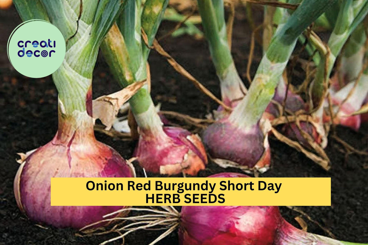 Red Burgundy Onion Seeds 3pcs 300mg - Short Day Variety for Mild Flavorful Bulbs (Allium cepa) - Ideal for Warm Climate Gardens