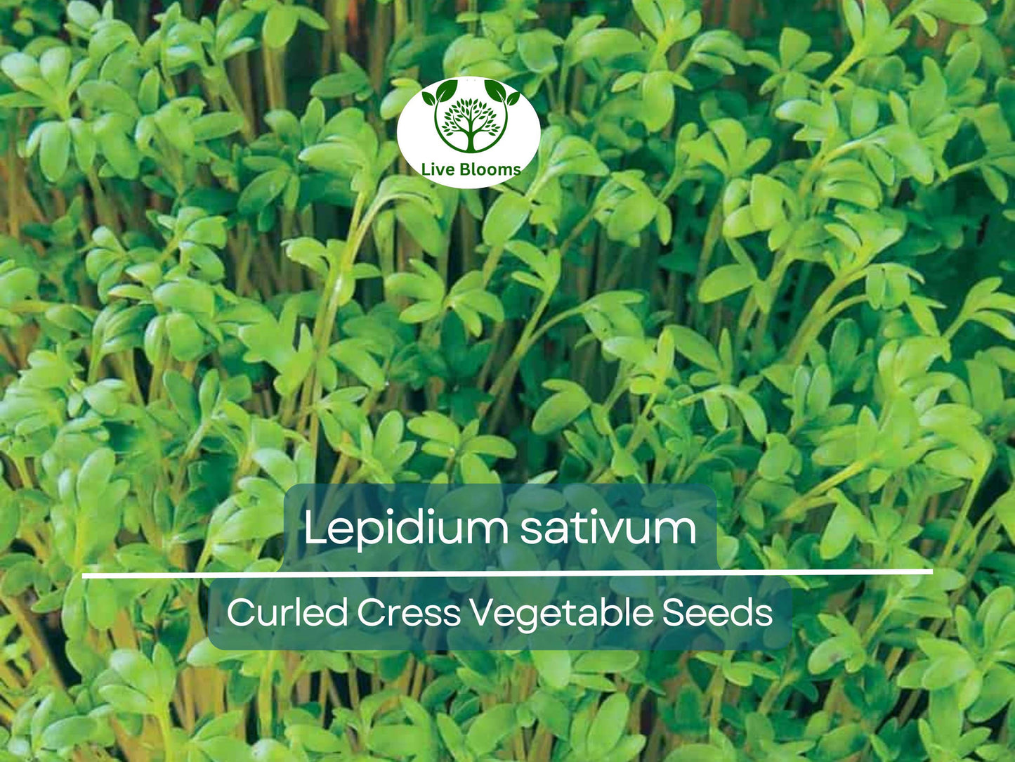 800 Seeds Curled Cress (Lepidium sativum) Heirloom Pepper Cress for Quick, Tangy Harvest