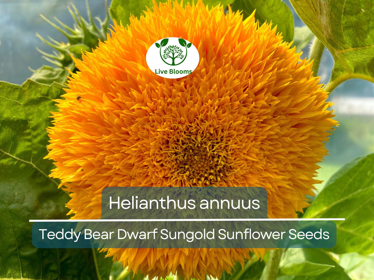 Teddy Bear Sunflower Seeds 1 Gram Dwarf Sungold Compact Fuzzy Blooms Helianthus annuus for Gardens & Pots