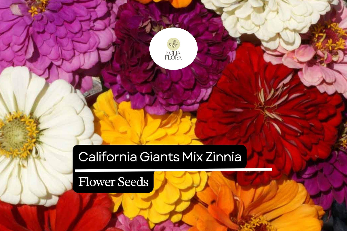 California Giants Mix Zinnia - Vibrant, Pollinator-Friendly Annual Flowers for Full Sun Gardens