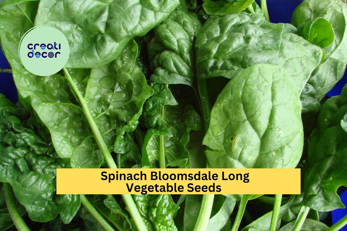 Bloomsdale Spinach Seeds 3pcs 1g Heirloom Spinacia oleracea Slow to Bolt Tender Dark Green Leaves for Garden or Container Planting