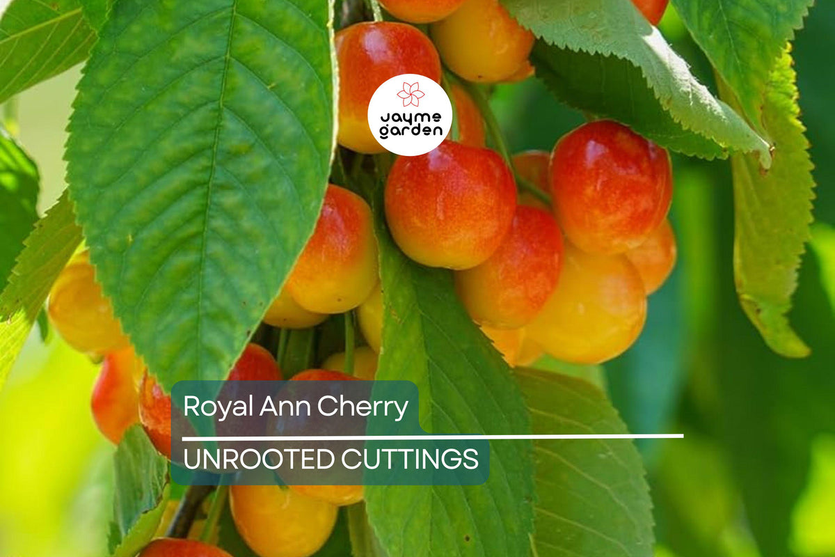 Royal Ann Cherry Scion Cuttings | 3 Fresh Grafting Cuttings | Cold-Hardy Sweet Yellow-Red Cherries | Prunus avium 'Royal Ann'