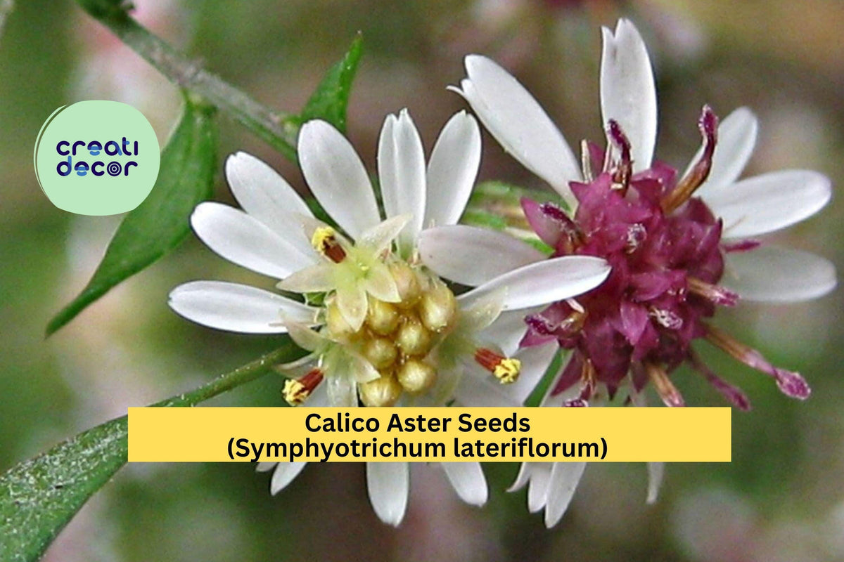 Calico Aster Seeds - 100 Seeds - White Perennial Wildflower for Pollinator Gardens - Symphyotrichum lateriflorum