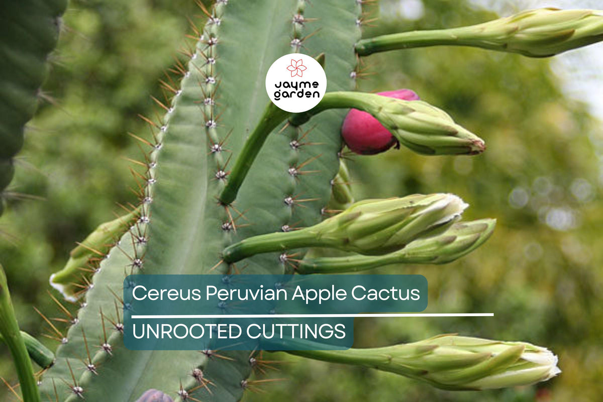 12" Cactus Cutting - Cereus Peruvianus (Peruvian Apple Cactus) - Hardy Indoor/Outdoor Plant - Drought Tolerant, Full Sun