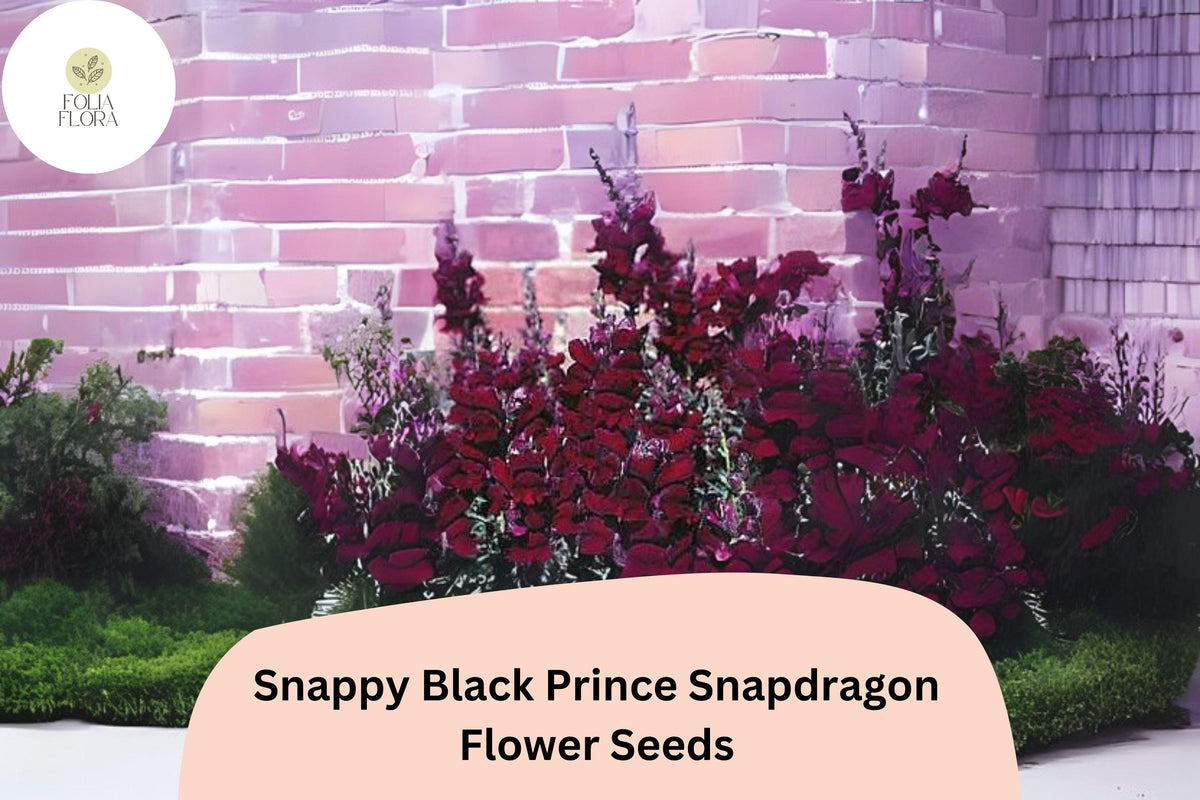 Antirrhinum majus Snappy Black Prince Snapdragon Seeds – 1000+ Deep Crimson-Red Blooms for Garden & Bouquets