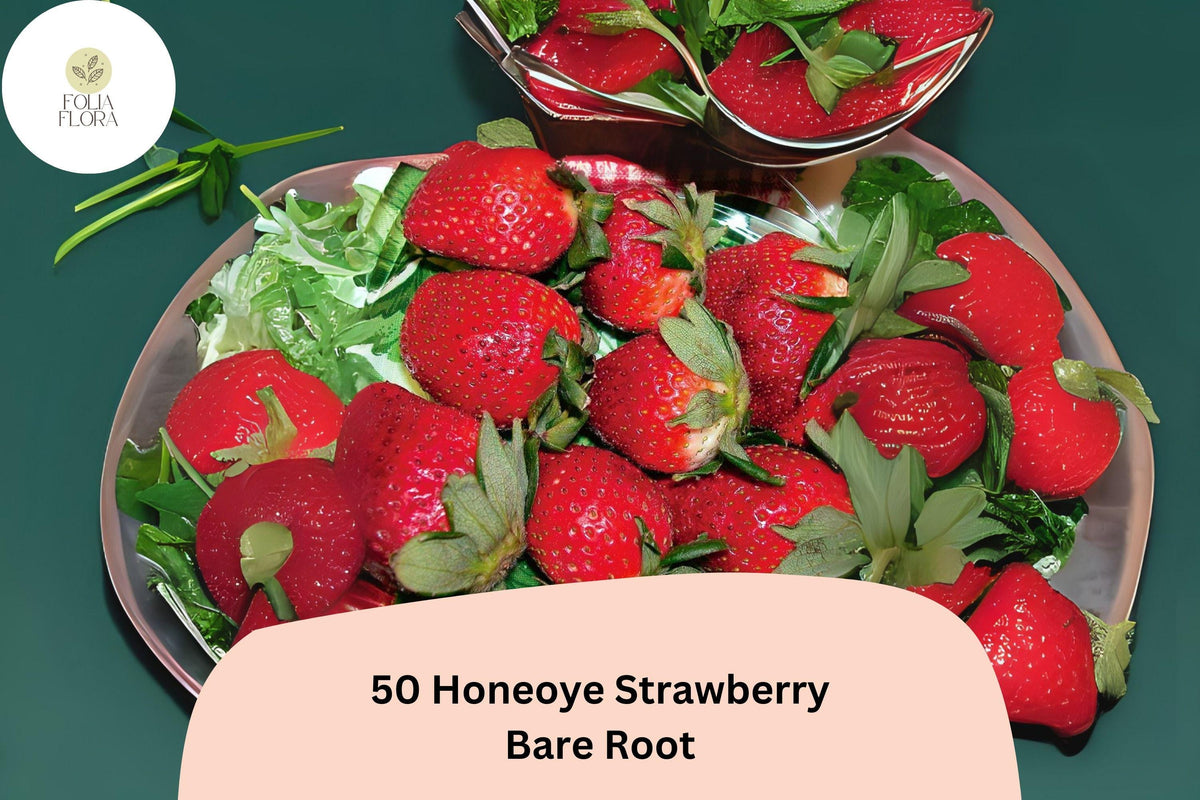 Honeoye Strawberry Plants - 50 Live Bare Root June Bearing Perennial (Fragaria × ananassa) - Sweet Red Berries for Home Garden