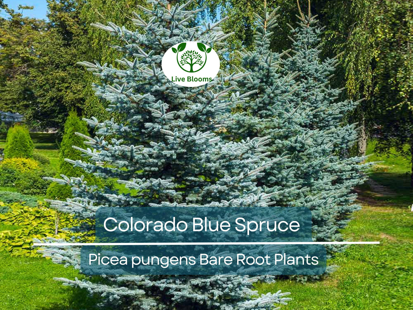 Colorado Blue Spruce Tree Bare Root 9" Seedling – Hardy Evergreen for Bonsai & Landscape Zones 2-7