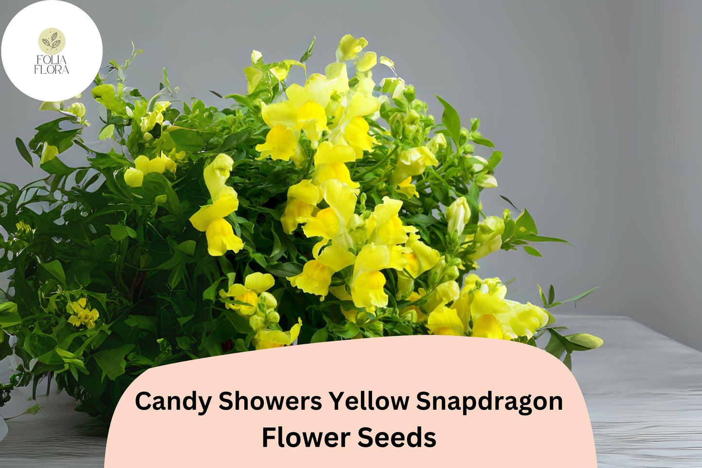 Candy Showers Yellow Snapdragon Seeds - 1000+ Trailing Golden Blooms for Gardens & Hanging Baskets
