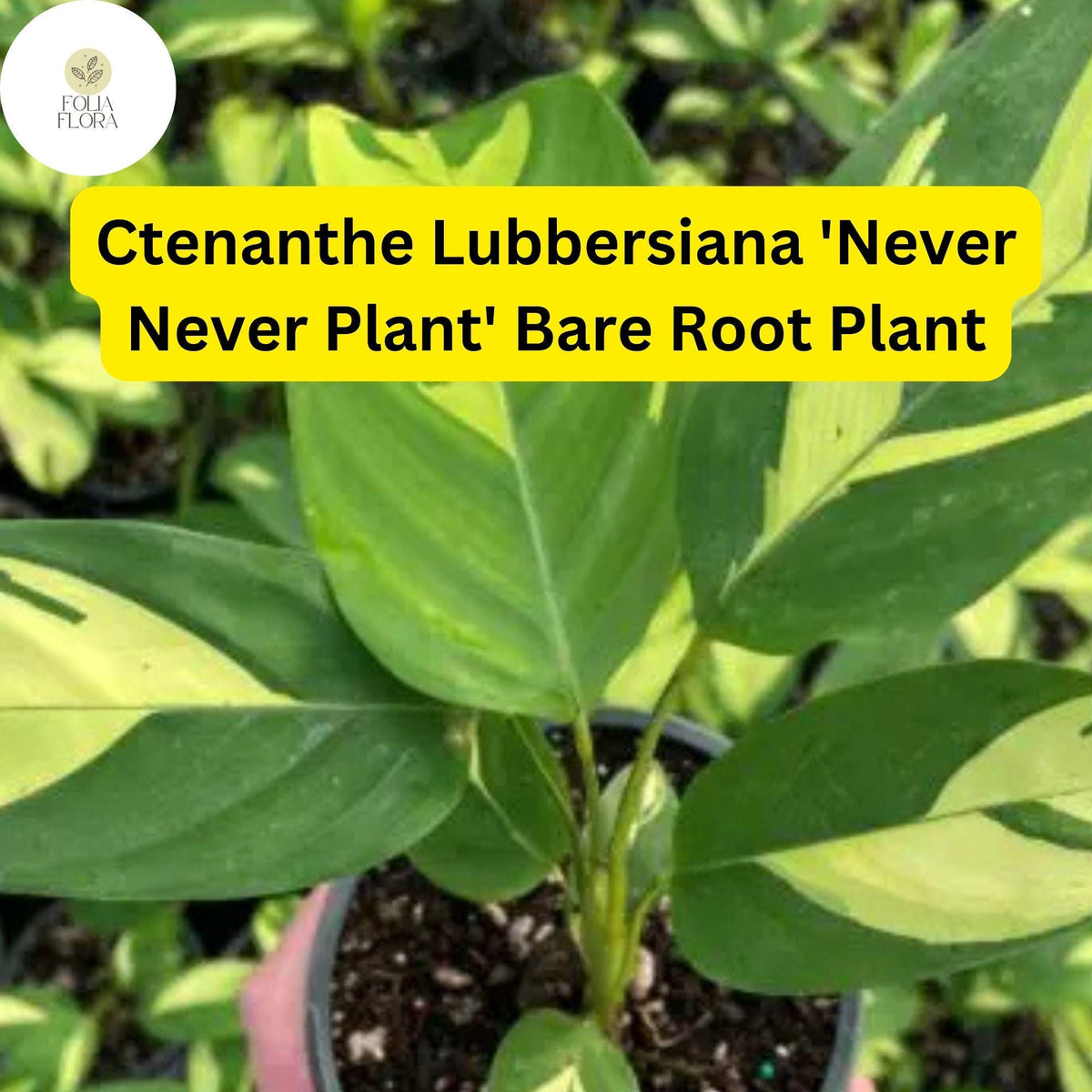 Ctenanthe lubbersiana ‘Never Never Plant’ | Variegated Indoor Houseplant with Air-Purifying Foliage