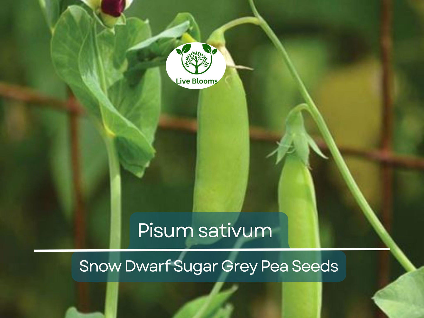 40 Seeds Pea Snow Dwarf Sugar Grey – Heirloom Snow Pea Seeds for Sweet, Tender Pods