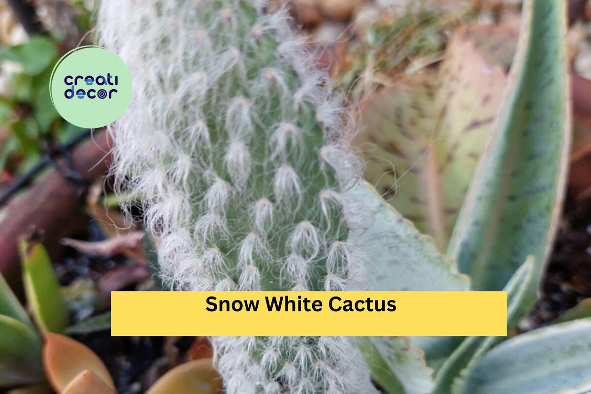 Snow White Cactus (Hairy Roger) Rooted Live Succulent for Desert Gardens & Containers
