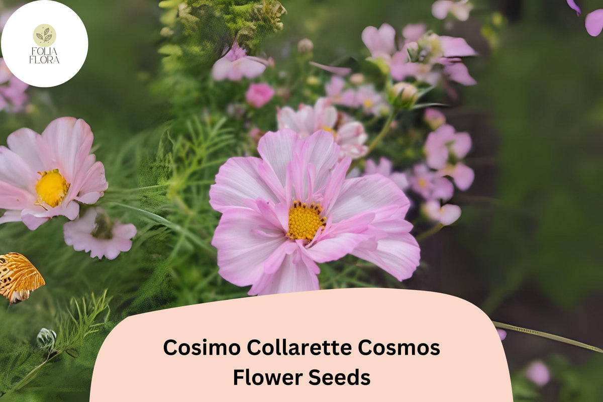 200+ Cosimo Collarette Cosmos Seeds | Unique Semi-Double Blooms | Cosmos bipinnatus ‘Cosimo Collarette’ | Annual Flower Seeds