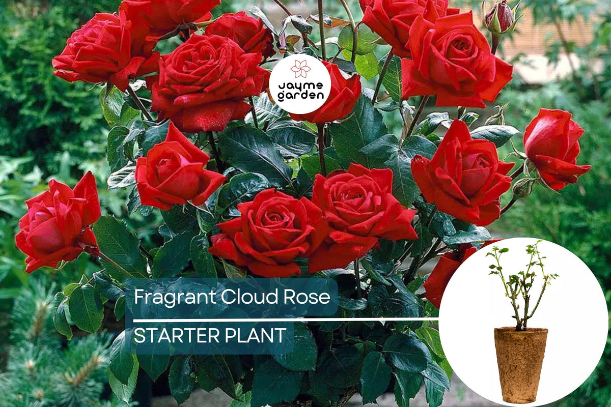 Fragrant Cloud Rose Plant - 1.5 Gal Hybrid Tea | Coral Red Flowers | Sweet Honey Fragrance | Rosa 'Tanellis'