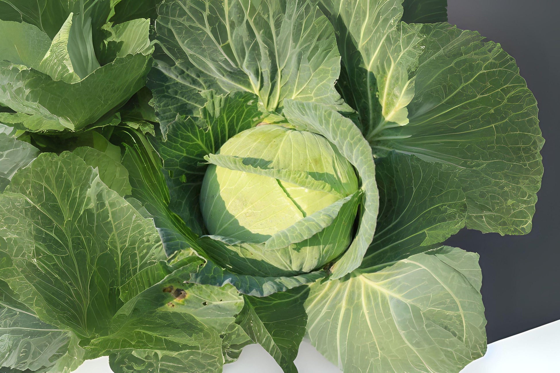 Golden Acre Cabbage Seeds, Heirloom, Early Maturity, Brassica oleracea var. capitata, Compact Green Heads, 250 Pack