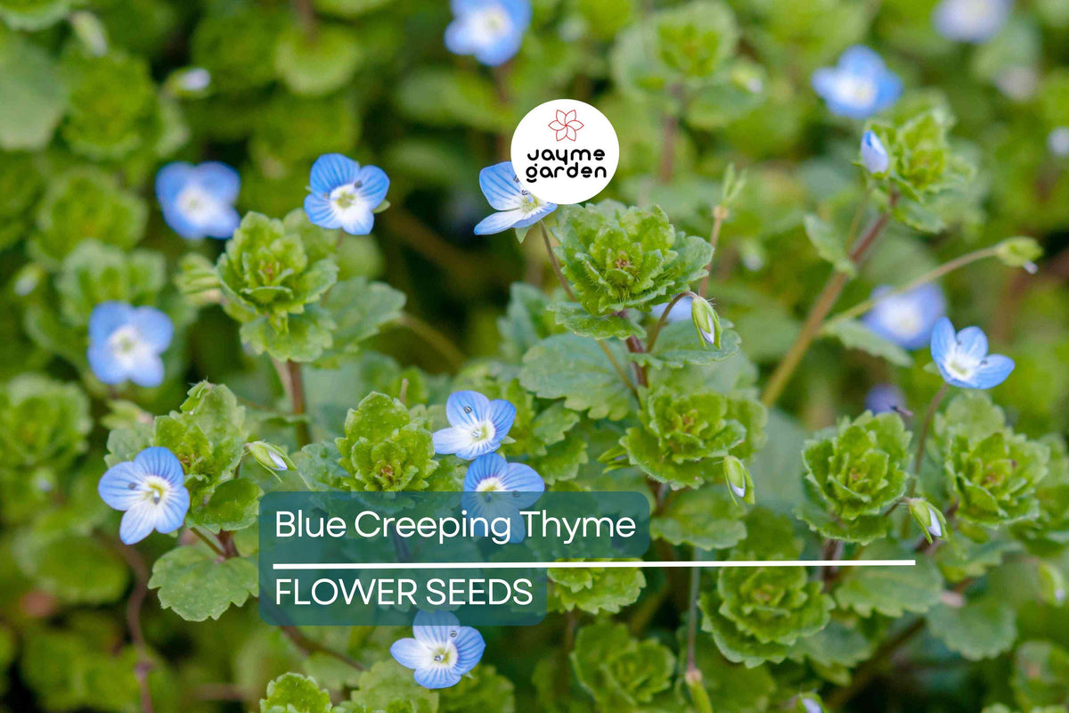 Creeping Thyme Seeds - 300 Non-GMO Blue Ground Cover Seeds - Thymus serpyllum - Drought-Tolerant, Fragrant, Easy-Grow Plant
