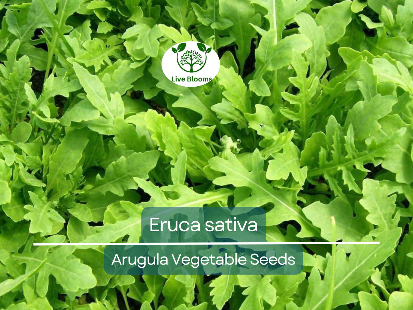 700 Arugula Seeds (Eruca sativa) Non-GMO Heirloom Fast Growing Organic Greens for Salads & Gardening