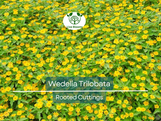 10 Live Rooted Wedelia Trilobata Vine Cuttings - Perennial Creeping Daisy Ground Cover