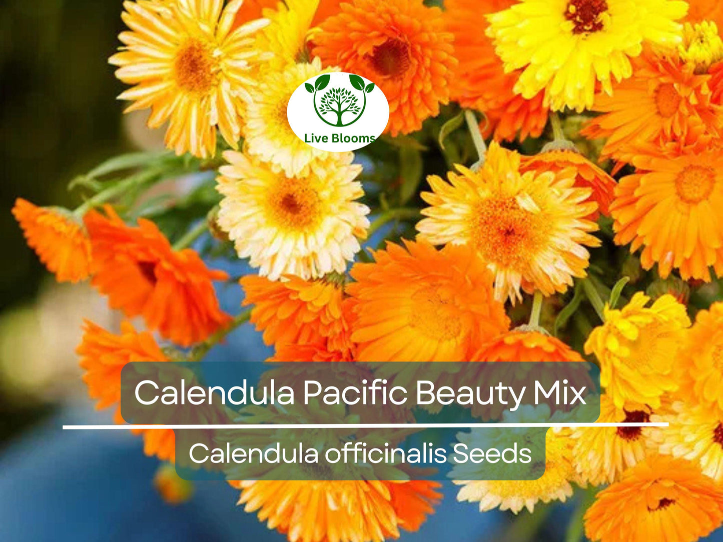 100 Seeds Calendula PACIFIC BEAUTY Mix - Heirloom Edible Flowers, Non-GMO, Vibrant Garden Blooms