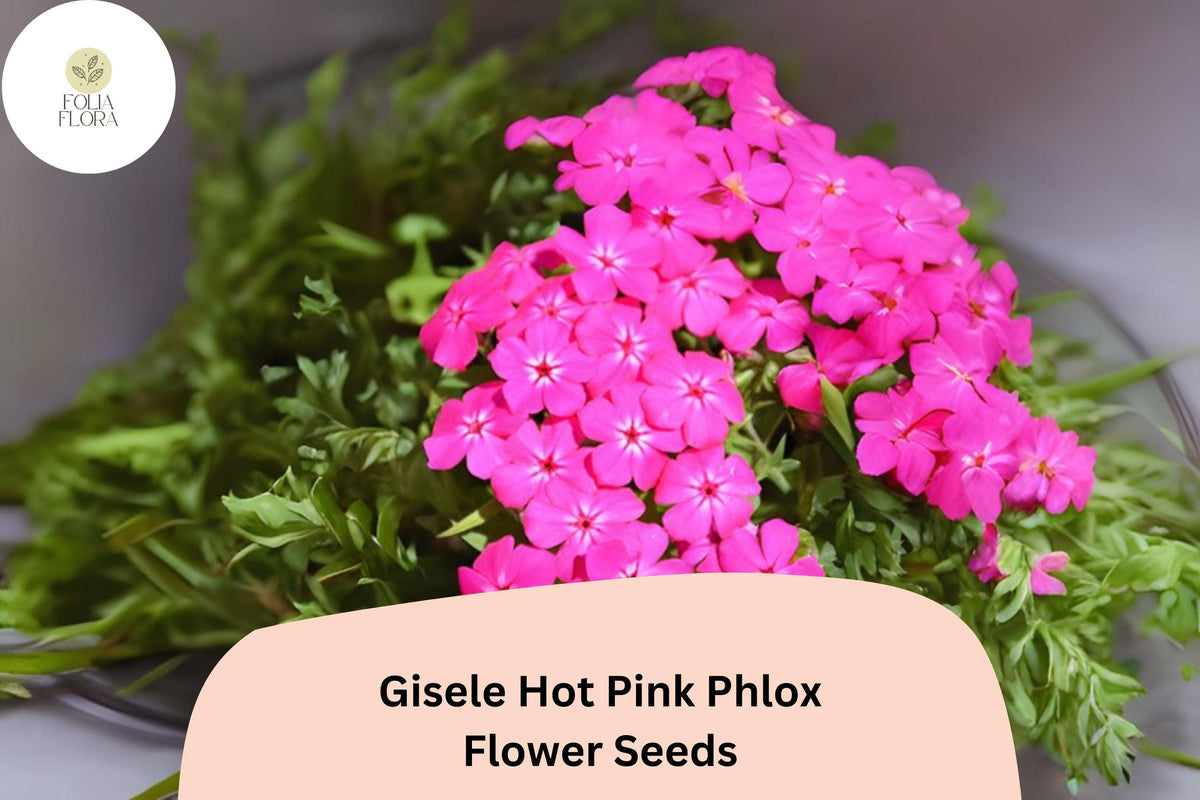Gisele Hot Pink Phlox Seeds - 100+ Non-GMO Annual Flower Seeds, Phlox drummondii Hybrid, Vibrant Garden Blooms