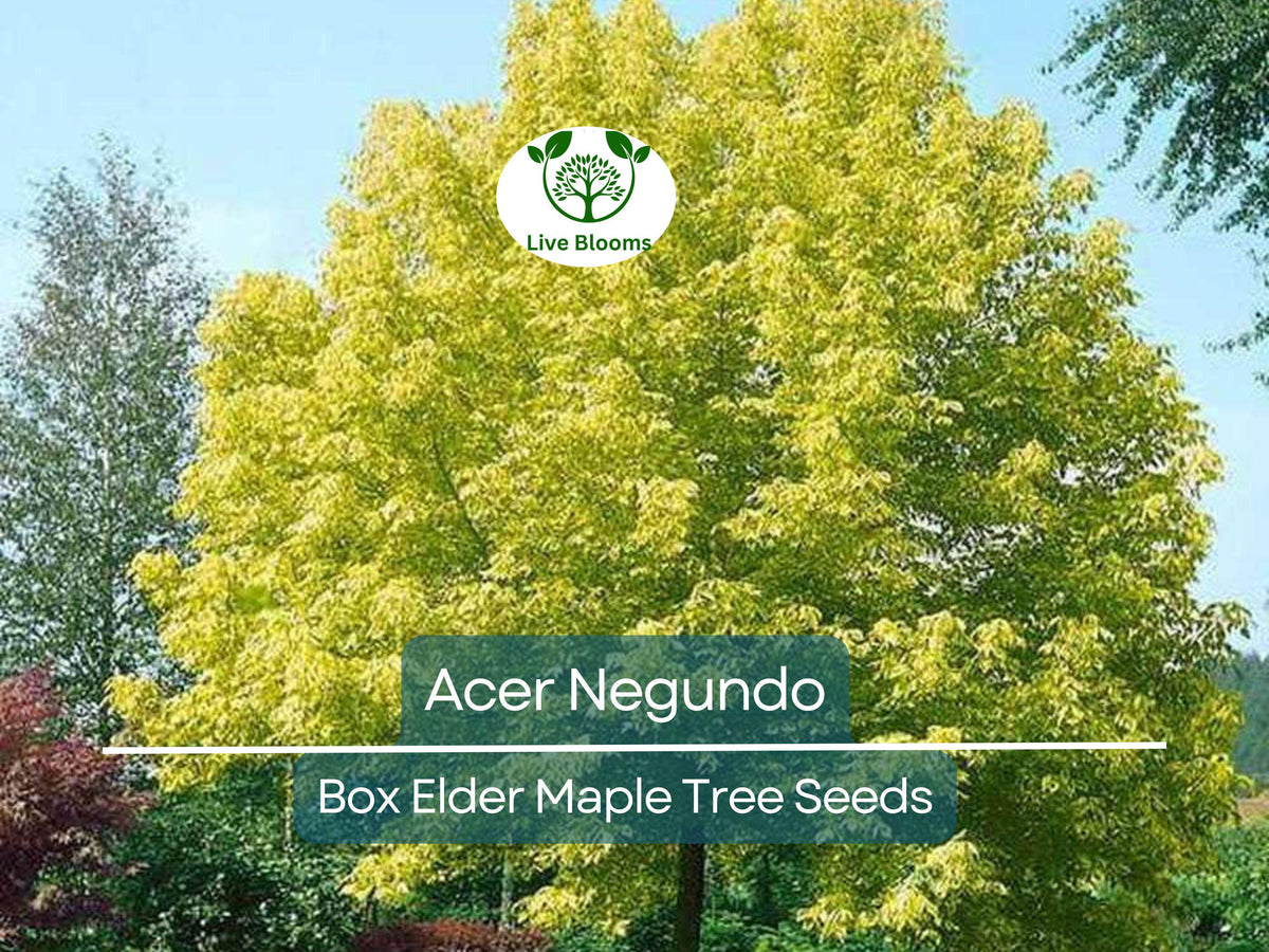 10 Seeds Box Elder Maple Acer Negundo - Fast-Growing Hardy Tree for Gardens & Landscaping, Unique Foliage, Drought-Tolerant