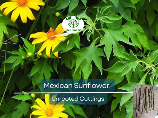 10 Organic Mexican Sunflower (Tithonia diversifolia) Unrooted Cuttings - Fast-Growing Perennial with Bright Yellow Flowers