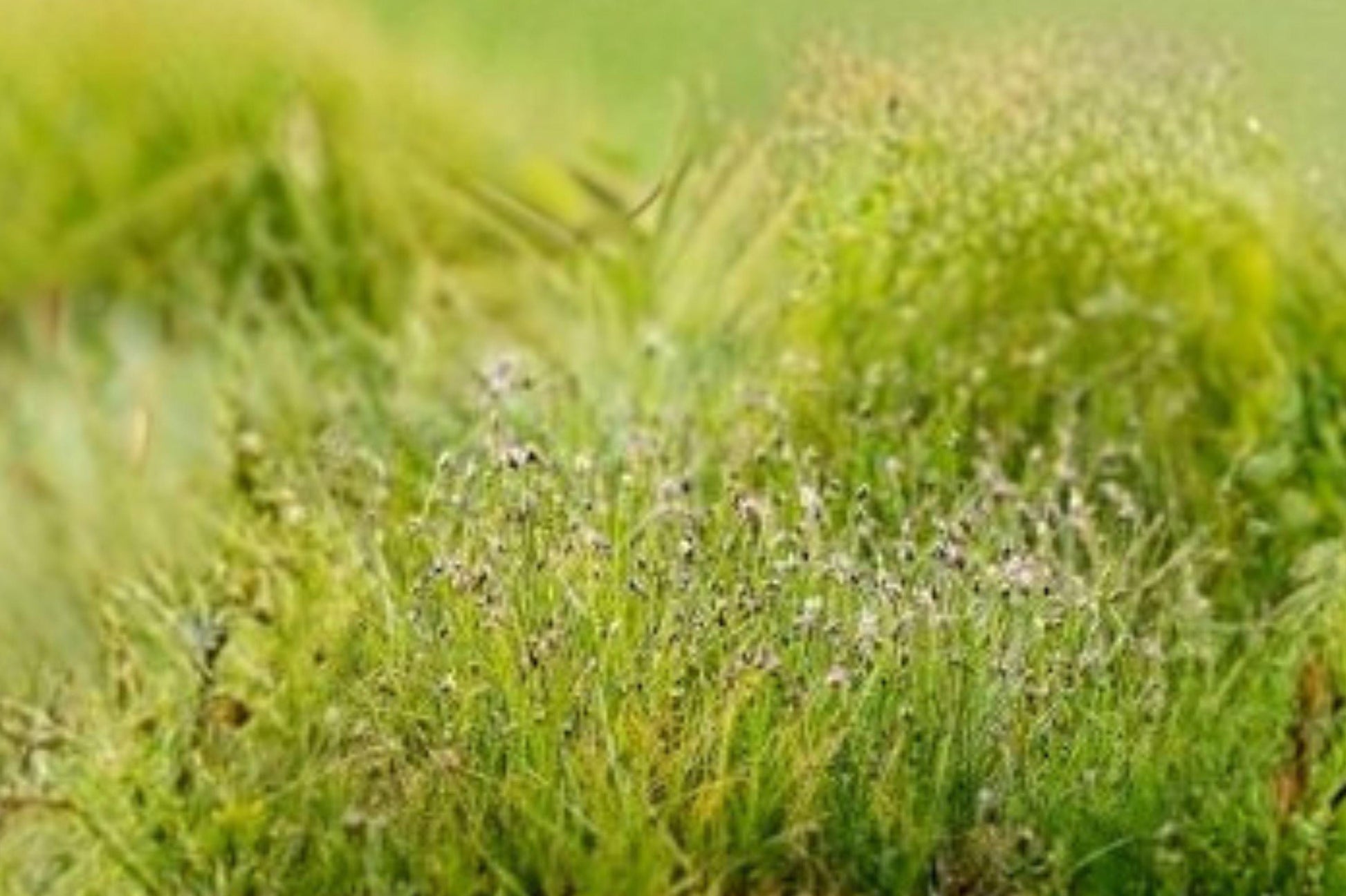100 Spike Rush Seeds - Eleocharis acicularis - Aquatic Plant for Aquarium, Pond & Wetlands, Dense Green Carpet, Perennial