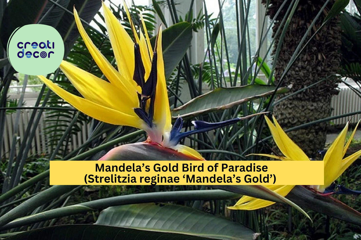 Mandela’s Gold Bird of Paradise Plant - 10-12" Live Tropical Strelitzia reginae with Yellow Blooms for Patio or Garden