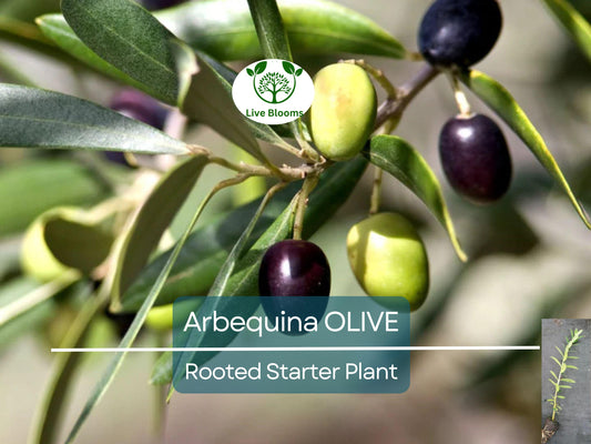1 Olive Tree Arbequina Starter Plant 5-6" Long | Drought Tolerant Olea europaea for Garden & Container