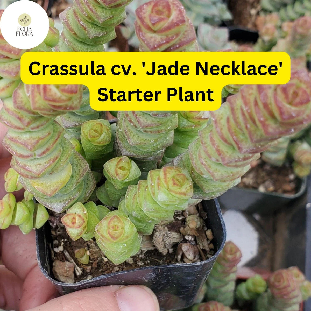 Rare Live Succulent Plant - Crassula cv. 'Jade Necklace' - 2'' Pot - Green Leaves with Red Edges - Easy Care Indoor Plant